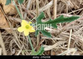 Image result for Cucumis zeyheri