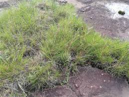 Image result for Andropogon amethystinus