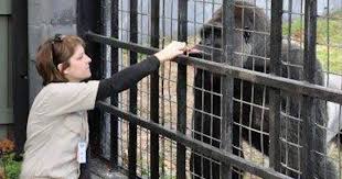 Harambe, gorilla killed at cincinnati zoo, 'had to pay the price': Zookeeper Explains What Harambe Was Doing With The Kid Bored Panda