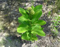Image result for Asclepias buchwaldii