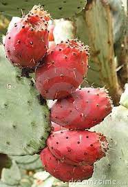 The cactus spines resemble needles and are an absolute necessity for the plant's survival, but what to do after an injury? Cactus Flower Adaptations Behavioral Yourpinterestlikes Cactus Flower Fruit Plants Cacti And Succulents