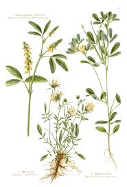 Image result for Trigonella foenum-graecum