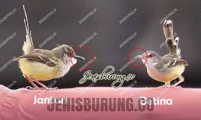 Burung cici padi merah gacor by ghofur wahyudiono. Cara Jitu Membedakan Ciblek Kebun Jantan Dan Betina Jenis Burung