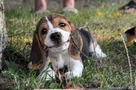 this beagle puppy s smile will warm your heart beagle puppy cute beagles puppies