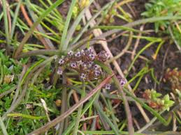 Image result for Triglochin striata