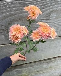 Pat Lehman 🎀 This early bloomer is productive, hardy, and so pretty. It's  best grown as a spray but can also be disbudded for larger blooms. We only  grown 2 spray varieties