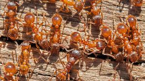 Check spelling or type a new query. European Fire Ant Chemicals May Send Spiders Scurrying Away Science News