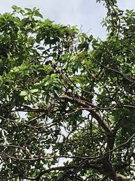 Check spelling or type a new query. Sg My Garden Is Good Grafted Avocado Plant