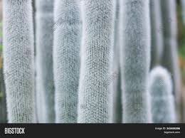 Espostoa melanostele prefers full sun and very little water. Exotic Cactus Image Photo Free Trial Bigstock