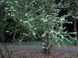 Or saskatoon serviceberry (amelanchier alnifolia) general description a hardy, medium to tall, suckering shrub, native to prairie hillsides and woody draws. Amelanchier Alnifolia Landscape Plants Oregon State University