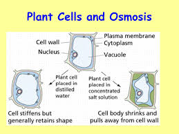 A hypertonic solution will cause an animal cell to shrink in size. Starter Activity Answer The Following Question In Your Classwork Jotter What Type Of Fibres Are The Cell Walls Of Plants Made Of Name The Small Rings Ppt Video Online Download