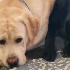 25 cute Labrador Retriever puppies for sale in Reston, Virginia