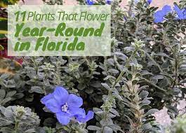 Flowers That Bloom Year Round In Florida 11 Popular Choices Florida Flowers Florida Plants Landscaping Florida Plants