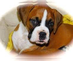 How can you resist those puppy dog eyes?! Boxer Puppy For Sale In Hammond Indiana Usa Adn 147981 On Puppyfinder Com Gender Female Age 8 Week Boxer Puppies For Sale Boxer Puppies Puppies For Sale