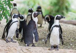 new ticket prices from 01 july 2016 plus conservation contributions