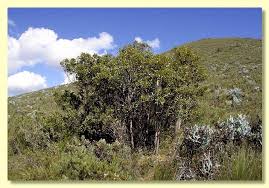 Image result for Acacia haematoxylon