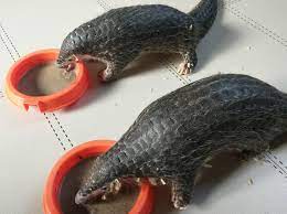 The critically endangered chinese pangolin shares its love for ants and termites with the other seven species of the pangolin a chinese pangolin shows its claws at taipei zoo, in taipei, taiwan. The Plight Of The Pangolin In China China Dialogue
