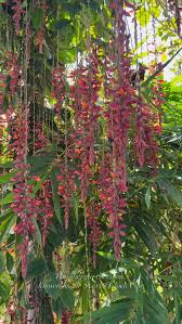 Image result for Karomia tettensis