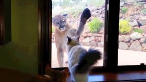 In glass, patio, and sliding glass doors. Watch House Cat Tease Mountain Lion From Behind Glass