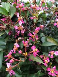 Image result for Malpighia