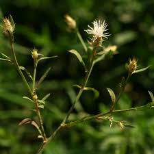 Image result for Dicoma tomentosa