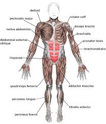 Muscle diagrams are a great way to get an overview of all of the muscles within a body region. 15 3 Types Of Muscle Tissue Biology Libretexts