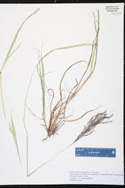 Image result for Bothriochloa radicans