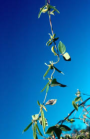 Image result for Macrotyloma africanum