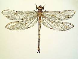 Pin On Dragonfly