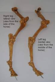 Only about the thickness of a human wrist, the bone must endure a lot of stress without fracturing. Bones Of The Hind Leg Part One