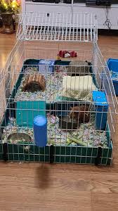 The midwest guinea habitat plus guinea pig cage (buy online), is one of the most versatile guinea pig cages available. Midwest Guinea Habitat Plus Guinea Pig Cage 47 L X 24 W X 14 H Petco