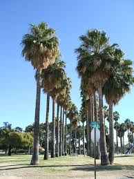 Image result for Washingtonia robusta