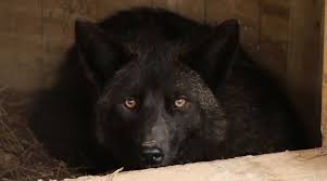 Stay up to date with the latest news from your pet pals here at paws atlanta by signing up for our newsletter. The Hunt For Atlanta S Friendly Black Coyote Atlanta Magazine