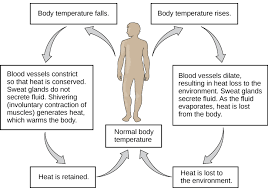 11 1 Homeostasis And Osmoregulation Concepts Of Biology