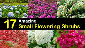 Increase productivity by planting some vegetables as well. 17 Amazing Small Flowering Shrubs