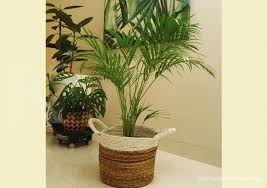 Maybe you would like to learn more about one of these? 3 Tanaman Hias Gantung Indoor Untuk Mempercantik Rumah