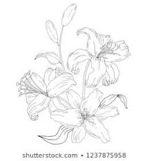 Black And White Lily Clipart Hand Drawing And Sketch Lily Canina Flower Black And White With Line Art Illustration Vintage Flowers Flowe Flower Drawing Floral Background Vintage Flowers