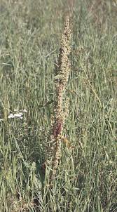 Image result for Rumex lanceolatus