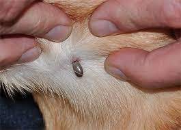 kediler neden pirelenir kedide pire nasil anlasilir aliskanlik