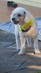 This location is in the whitney ranch neighborhood. Warm Hearts Pet Hospital 65 Photos 144 Reviews Veterinarians 1606 W Warm Springs Rd Henderson Nv Phone Number