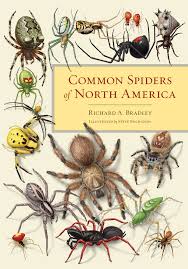 efficient california spider identification chart southern