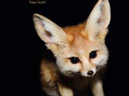 Image result for tbn:HAJQPRlydFYgGM::www.bildeforbilde.no/images/20_fauna/800_dompapp.jpg