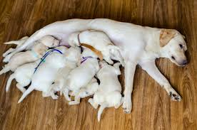 chó con bị ngộ độc sữa mẹ