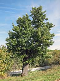 Image result for bodock tree picture