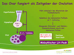Der zeitpunkt des eisprungs kann je nach genauer zykluslänge der frau leicht variieren. Der Weibliche Zyklus