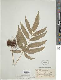 Image result for Coniogramme africana