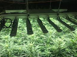 Maybe you would like to learn more about one of these? Hortibest Led Grow Light On Twitter These Cannabis Grow Well Under Our Hortibest 670w Full Spectrum Led Grow Light Our Lights Get Lots Of Appreciative Comments Https T Co Q01a6skycb