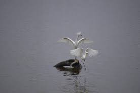 Caroline Blau Wilcox