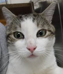 missing orange tabby cat in lexington kentucky