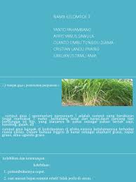 30 hewan pemakan rumput (herbivora), yaitu: Rumput